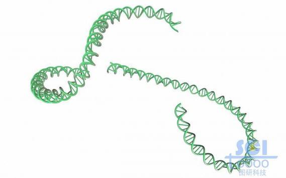 带碱基对的DNA双螺旋链