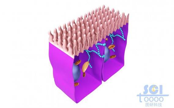 表面带绒毛的肠上皮细胞及剖开结构