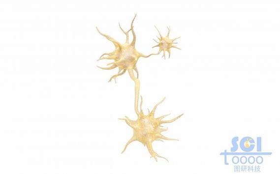 神经元细胞单体