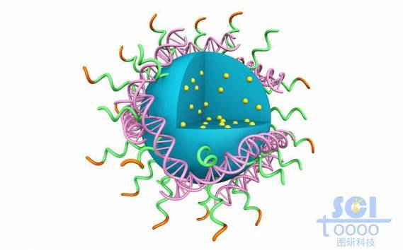 高分子链段团聚形成实心纳米球表弥漫吸附DNA结构