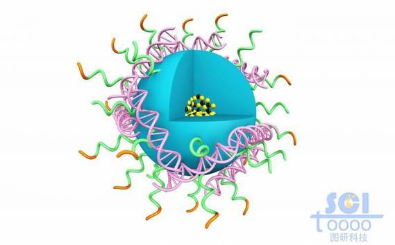 高分子链段交联形成的空心球壳表面吸附DNA结构