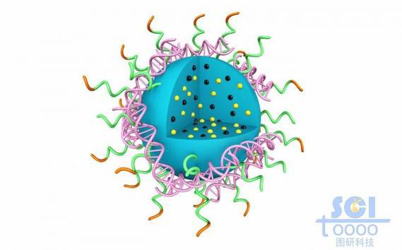 高分子链段团聚形成实心纳米球表弥漫吸附DNA结构