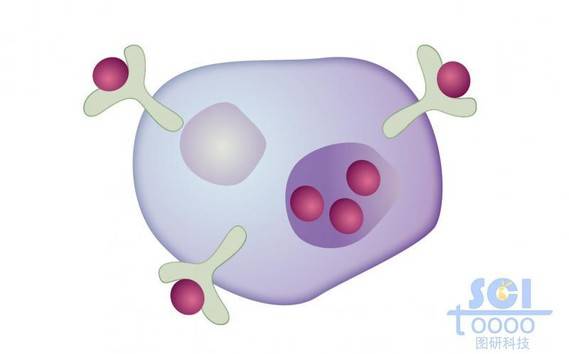 带受体的自分泌细胞