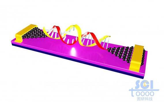 石墨烯基分子器件与双链DNA