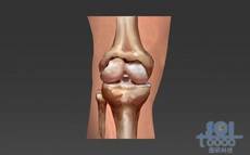 膝部骨骼结构