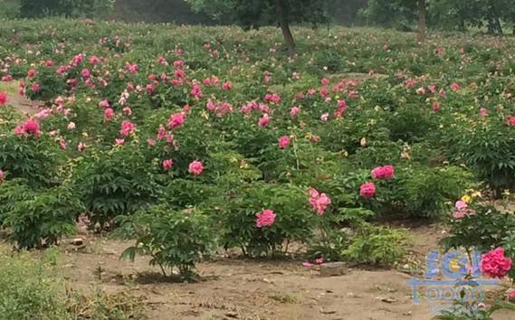 花朵素材