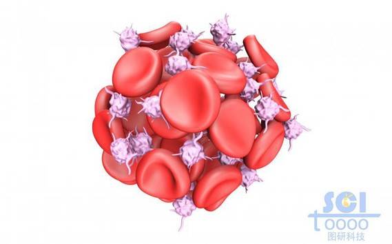 活化的血小板将红细胞粘附成团