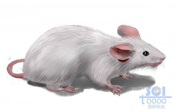 灰白色小鼠