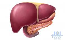 肝脏与胰腺相关结构