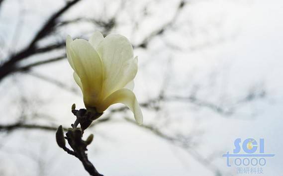 花朵素材