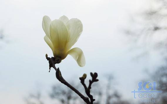 花朵素材