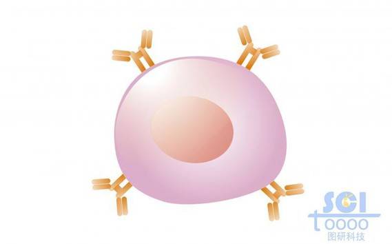 单体细胞/未成熟B细胞