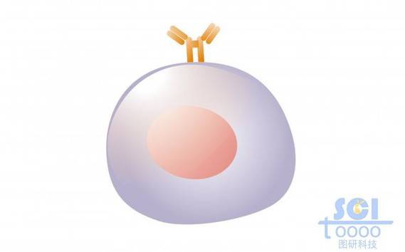 单体细胞/小前B细胞