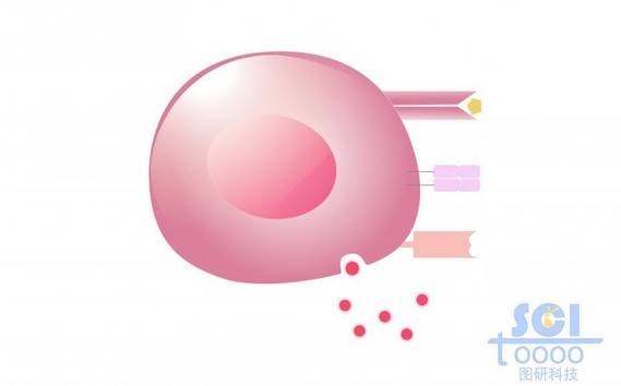 单体细胞/Th细胞