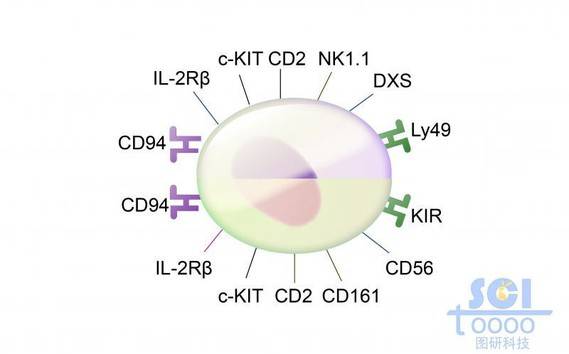 单体细胞/成熟杀伤性NK细胞