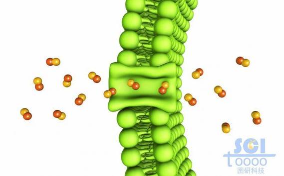 通道敞开的磷脂双分子结构