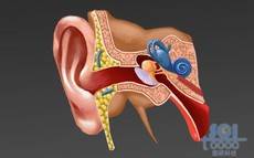 耳蜗结构