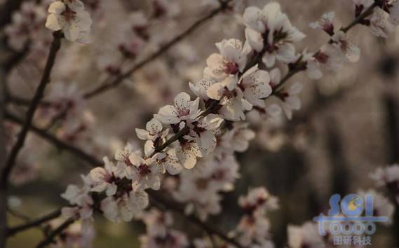 花素材