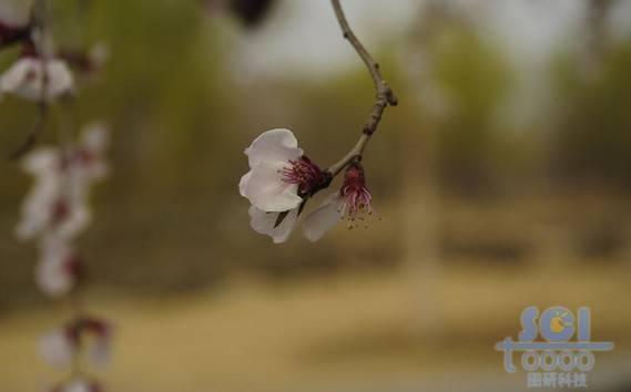 花素材