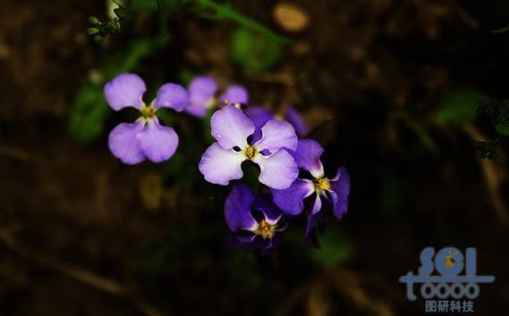 花素材