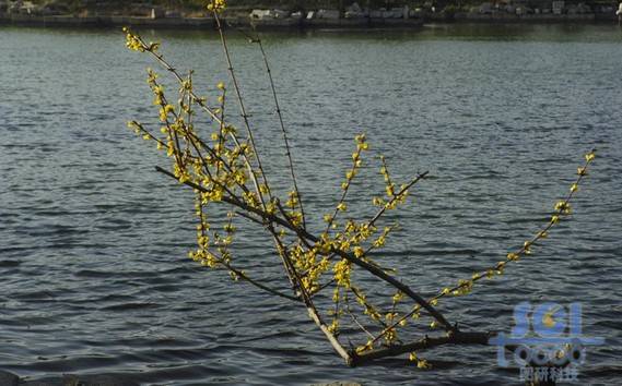 花素材