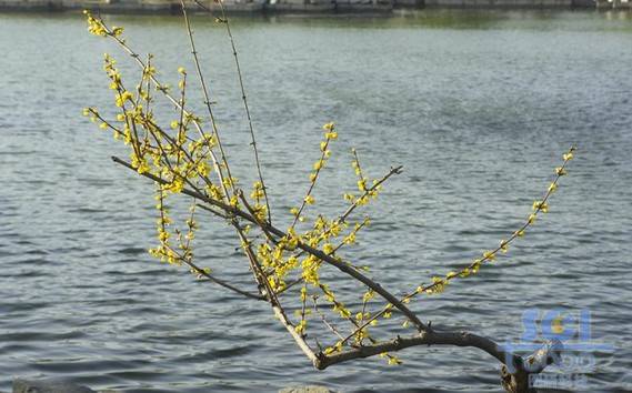 花素材