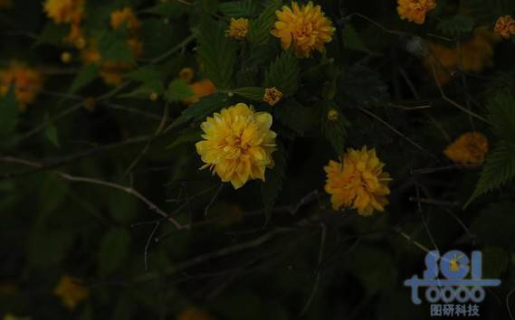 花素材