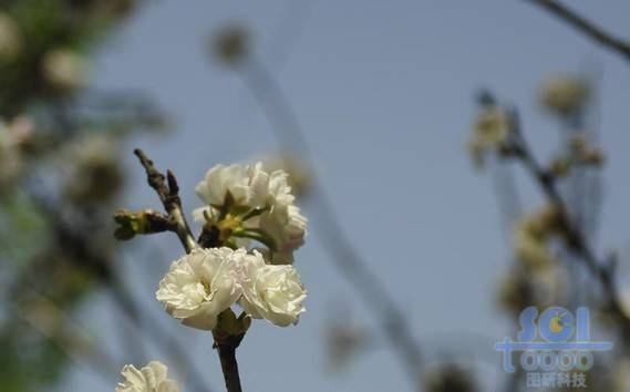 花素材