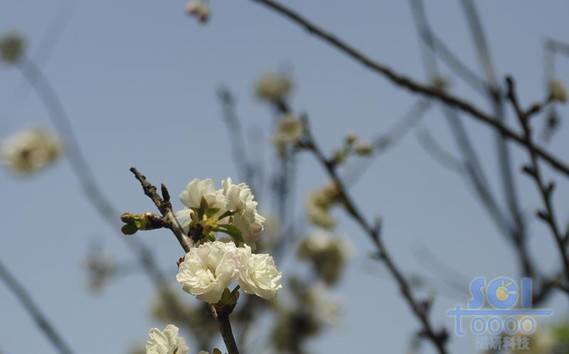 花素材