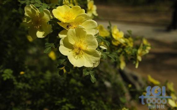 花素材