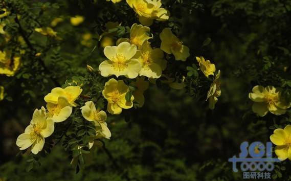 花素材
