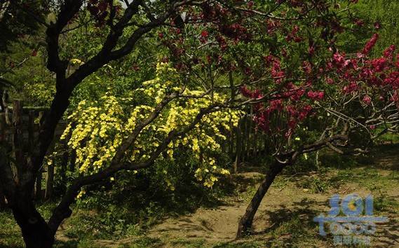 花素材