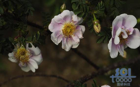 花素材