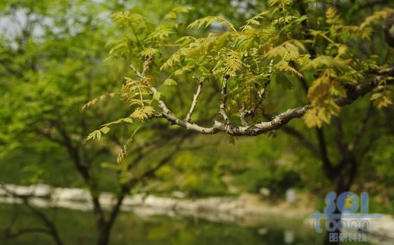 水素材